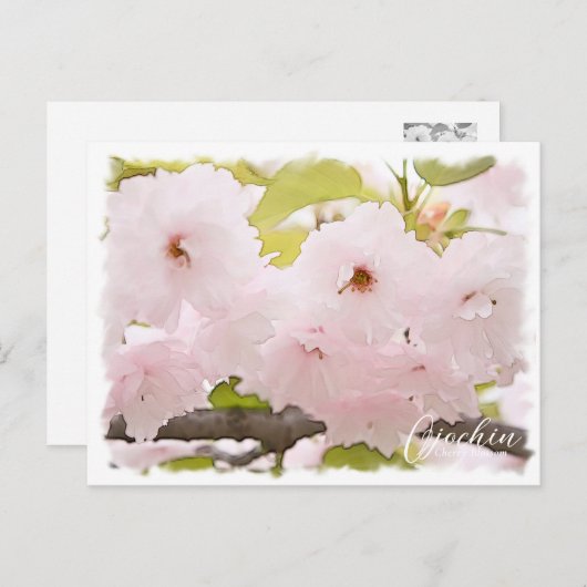 Cherry Blossom "Ojochin" ポストカード Briefkaart (Voorkant / Achterkant)
