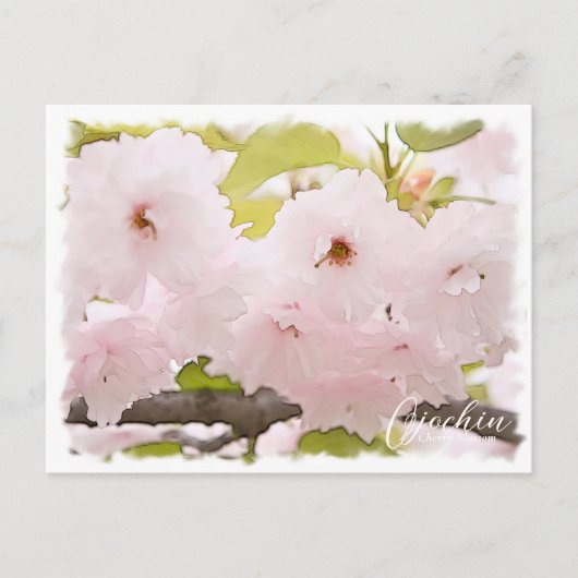 Cherry Blossom "Ojochin" ポストカード Briefkaart (Voorkant)