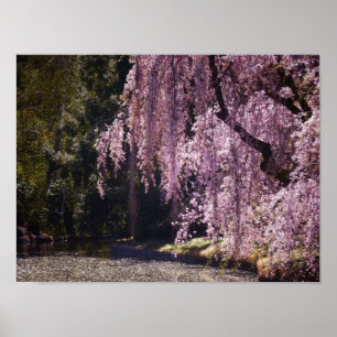 Cherry Blossom op bomen over water, klein Poster