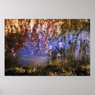 Cherry Blossom over een hond Poster