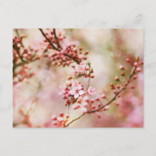 Cherry Blossom Photo Briefkaart