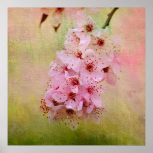 Cherry Blossom Poster