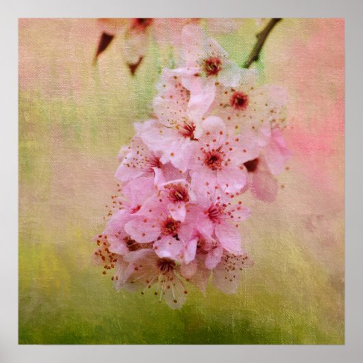 Cherry Blossom Poster (Voorkant)