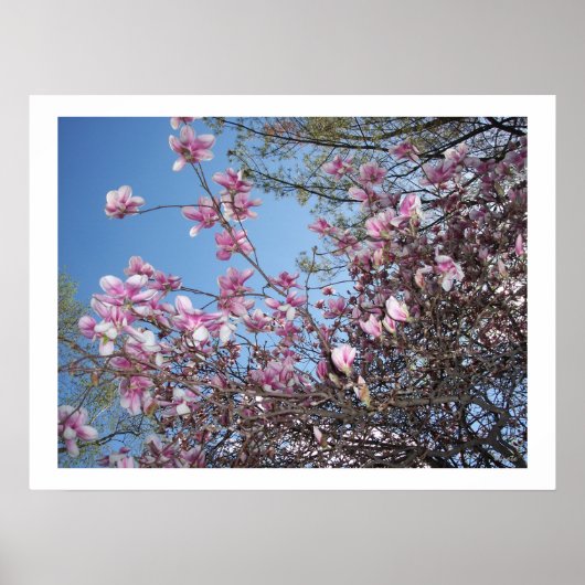 Cherry Blossom Poster (Voorkant)