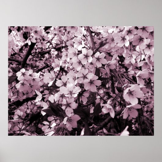Cherry Blossom Poster (Voorkant)