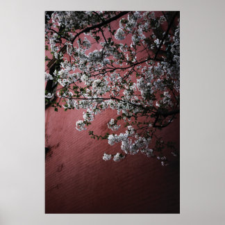 Cherry Blossom Poster