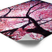 Cherry Blossom Poster (Hoek)