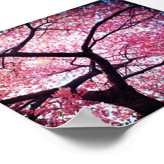 Cherry Blossom Poster (Hoek)