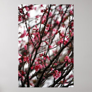 Cherry Blossom Poster