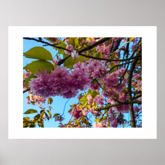 Cherry blossom  poster (Voorkant)