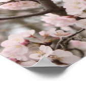 Cherry Blossom Poster (Coin)