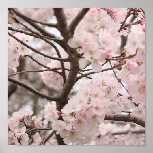 Cherry Blossom Poster (Devant)