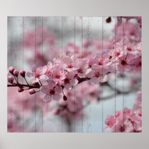 Cherry Blossom Poster