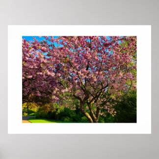 Cherry blossom  poster