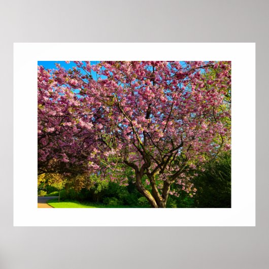 Cherry blossom  poster (Voorkant)