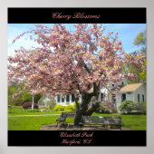 Cherry Blossom Poster (Voorkant)