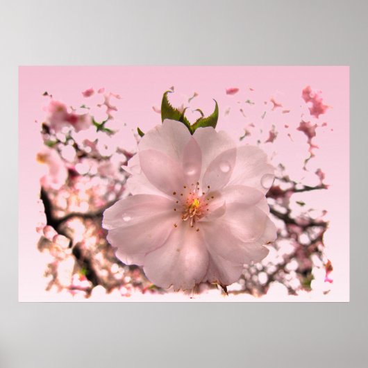 Cherry Blossom Poster (Voorkant)