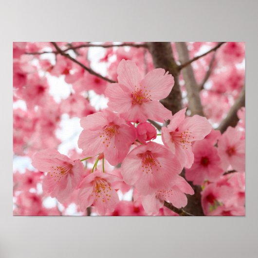 Cherry Blossom Poster (Voorkant)