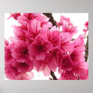 Cherry blossom poster