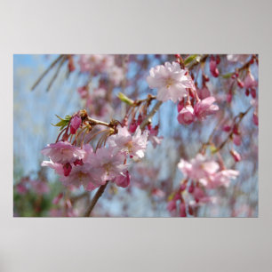 Cherry Blossom Poster
