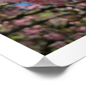 Cherry Blossom Poster (Hoek)