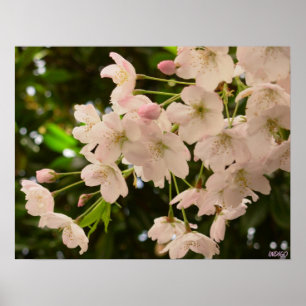 Cherry Blossom Print White Flower Poster Print