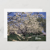 Cherry Blossom Retro Boerderij Orchard Blooms Briefkaart (Voorkant / Achterkant)