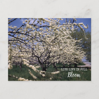 Cherry Blossom Retro Boerderij Orchard Blooms Briefkaart