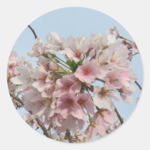 Cherry Blossom Ronde Sticker