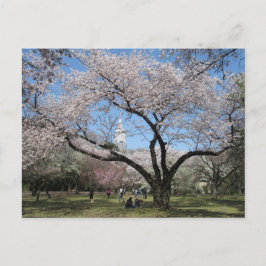 Cherry Blossom: Shinjuku Gyoen Garden, Tokyo Briefkaart