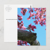 Cherry Blossom Sprig Briefkaarten (Voorkant / Achterkant)