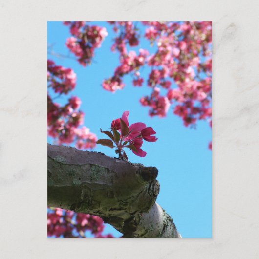 Cherry Blossom Sprig Briefkaarten (Voorkant)