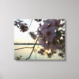 Cherry Blossom Sunset in Washington DC Canvas Afdruk