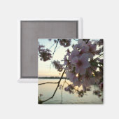 Cherry Blossom Sunset in Washington DC Magneet (Voorkant / Achterkant)