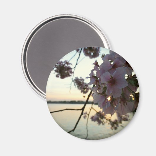 Cherry Blossom Sunset in Washington DC Magneet (Voorkant / Achterkant)