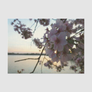Cherry Blossom Sunset in Washington DC Tissuepapier