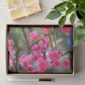Cherry Blossom Tissuepapier (Geschenk)