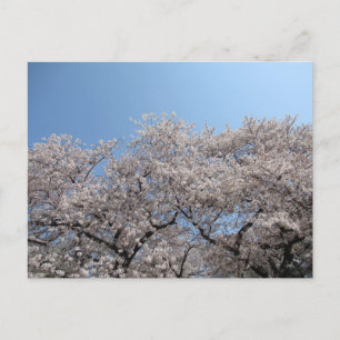 Cherry Blossom: Tokio, Japan Briefkaart