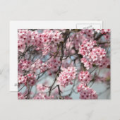 Cherry Blossom Tree Briefkaart (Voorkant / Achterkant)