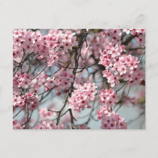 Cherry Blossom Tree Briefkaart