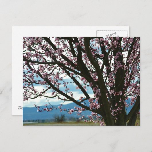 Cherry Blossom Tree Briefkaart (Voorkant / Achterkant)
