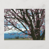 Cherry Blossom Tree Briefkaart (Voorkant)