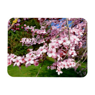 Cherry Blossom Tree in Park Magneet