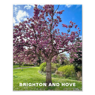 Cherry Blossom Tree Park in Brighton Lente tijd Foto Afdruk