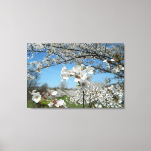 Cherry Blossom Valley Wrapped Canvas Print