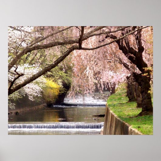 Cherry Blossom van Mill Stream Poster (Voorkant)