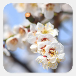 Cherry Blossom Vierkante Sticker