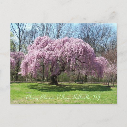 Cherry Blossom Village 03 Briefkaart (Voorkant)