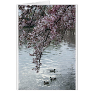 Cherry Blossom Washington DC