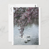 Cherry Blossom Washington DC Briefkaart (Voorkant / Achterkant)